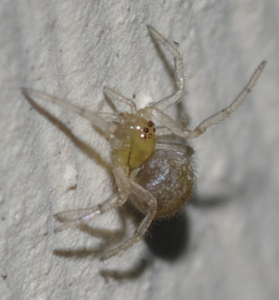 Theridiidae - Rende (CS)